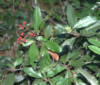 2009-11-29_31 Toyon with Berries TN.jpg - 53104 Bytes